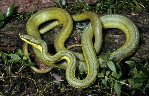 GREEN VINE SNAKE