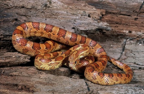 RED CORN SNAKE