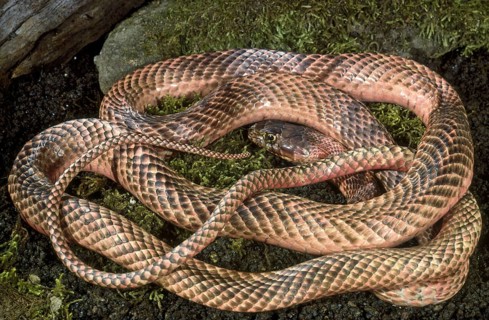 WESTERN COACHWHIP Snake