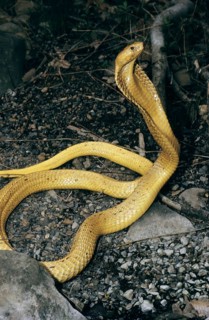 YELLOW CAPE COBRA