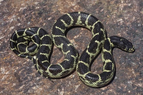 Desert King Snake
