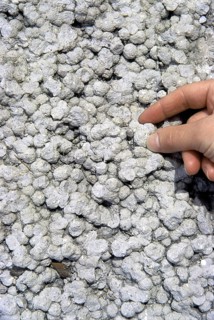 Rhyolite Hailstones