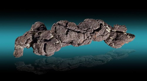 Coprolite