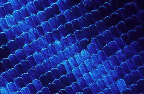 Morpho Butterfly Wing Scales at 40x