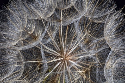 Western Salsify
