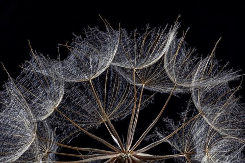 Western Salsify