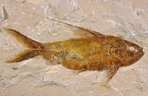 Deep Sea Fish Fossil