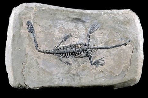 Pachypleurosaur keichousaurushui
