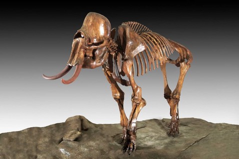 Columbian Mammoth