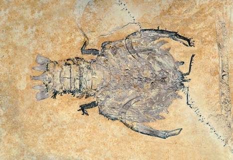 Distant Relative to the Spiny Lobster