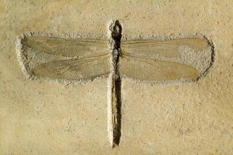 Fossil Dragonfly