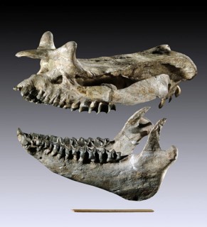 Huge Brontotherium leidyi Skull and Lower Jaw