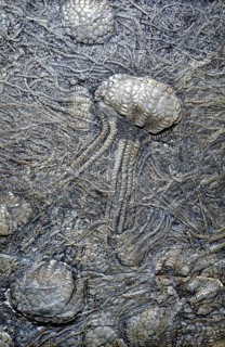 Crinoid Fossils