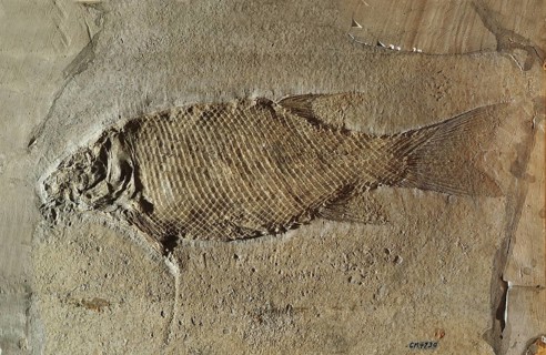 Primative Fossil Fish