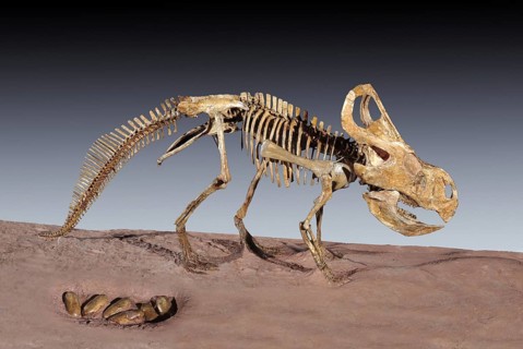 Protoceratops andrewsi with Nest