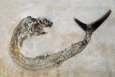 Fossil fish