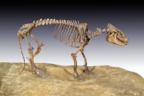 Fossil Oreodont