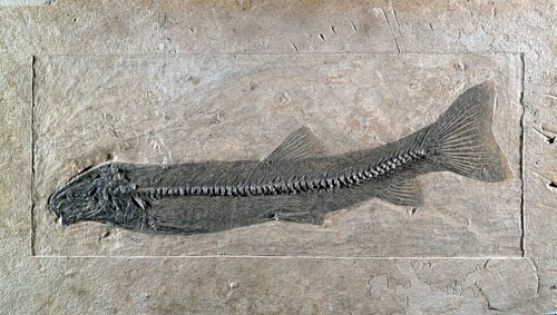 Fossil Fish