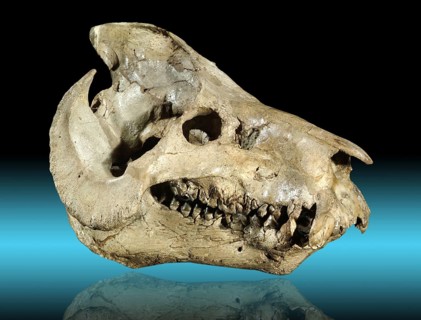 Promerycochoerus carrikeri