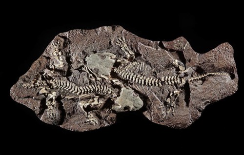 Fossil Amphibian