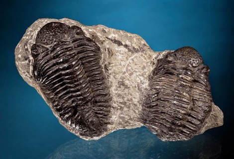 Trilobites in Matrix