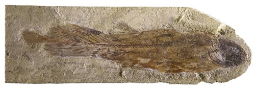 Coelacanth Fossil