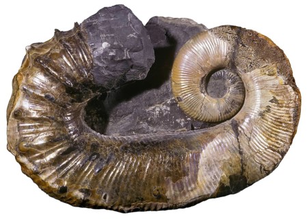 Aberant Ammonite Fossil