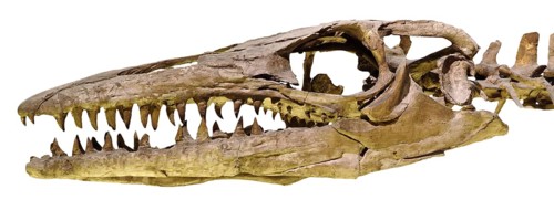 Marine Reptile