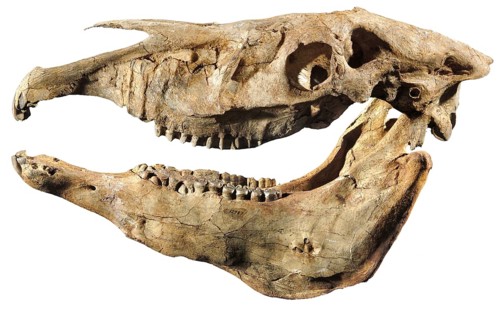 Plesippus shoshoensis