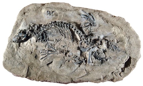 Polyglyphanodon sternbergeri