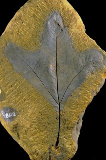 Sassafras Leaf Fossil