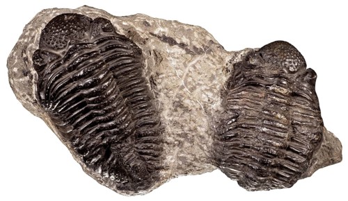 Trilobites