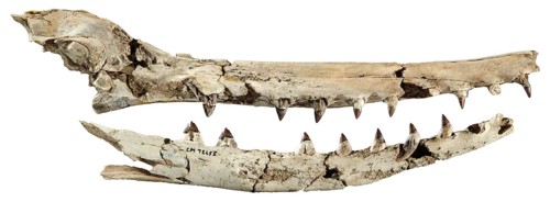 Xenorophus sp.