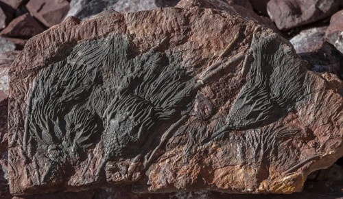 Fossil Scyphocrinites Crinoids