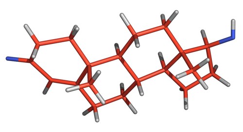 Testosterone is a hormone essential to both males and females