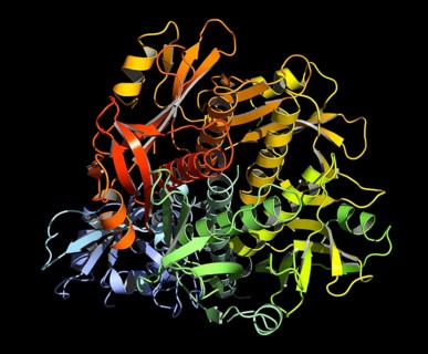 OXY-MYOGLOBIN Molecule