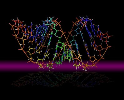Deoxyribonucleic acid