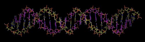 Deoxyribonucleic acid