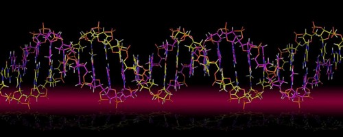 Deoxyribonucleic acid
