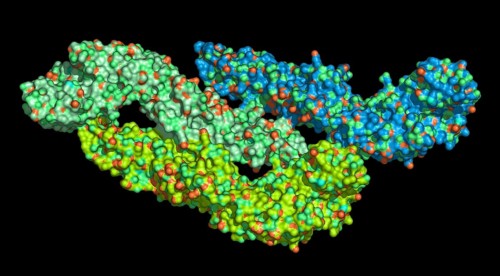 Dengue Virus