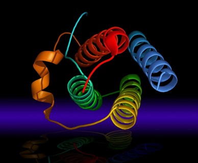 Leptin is a 16 kDa protein hormone that plays a key role in regulating energy intake and energy expenditure