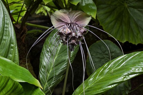 Bat Flower