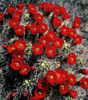 Claret Cup Cactus in Bloom