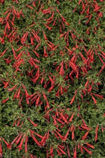 (Epilobium) canum, also known as California fuchsia or Zauschneria