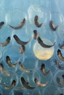Bull Frog Tadpoles in Eggs