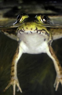 Eyes Looking Up