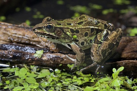 Leopard Frog