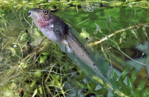 Two Legged Tadpole