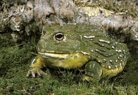 African Bullfrog