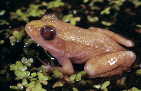 Albino Green Frog